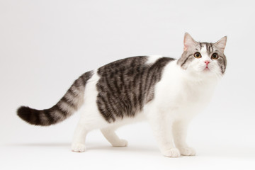 Portrait of Scottish Straight cat bi-color spotted staying four legs against a white background