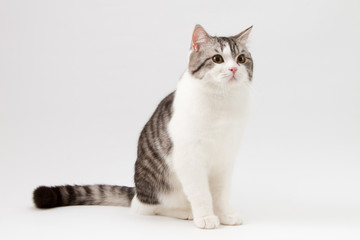 Portrait of Scottish Straight cat bi-color spotted, sitting on white background