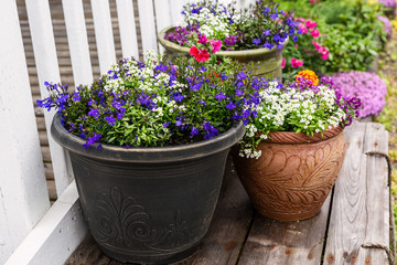  A collection of flower planters in the summer garden. - 142379657