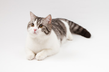 Naklejka na ściany i meble Portrait of Scottish Straight cat bi-color spotted lying on white background.