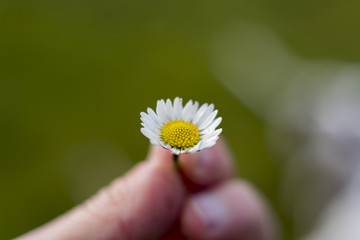 Macro flower being held by finger tips
