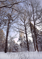 Морозный день в зимнем лесу