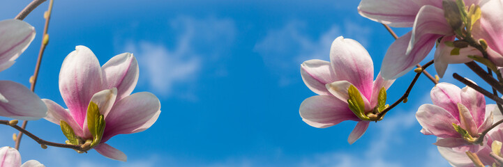 Magnolia bloeit tegen een blauwe lucht, panorama