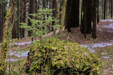 New life concept. Young pine tree growing on stump in forest