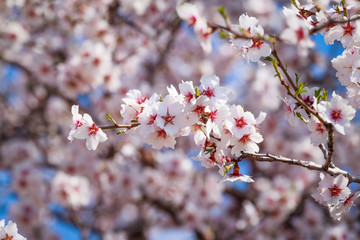Flowering apricot tree