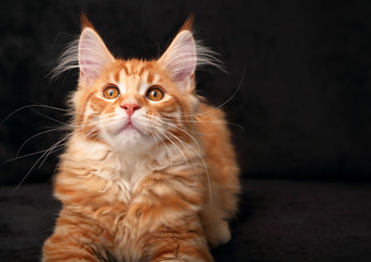 Adorable calm red solid maine coon kitten with beautiful brushes on the ears and yellow eyes on black background looking up. Closeup portrait © Anastasia.photoyoga