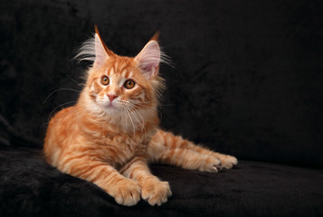 Adorable calm red solid maine coon kitten lying with beautiful brushes on the ears and yellow eyes on black background. Closeup portrait