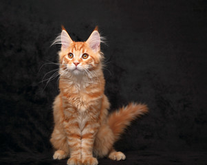 Adorable red solid maine coon kitten sitting with beautiful brushes on the ears on black background and looking funny