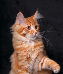 Adorable red solid maine coon kitten with beautiful brushes on the ears and yellow eyes on black background and looking. Closeup portrait on black background