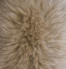 Natural brown fur texture close-up.