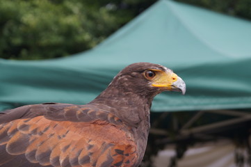 hawk
