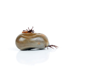 Dicke und dünne Zecke