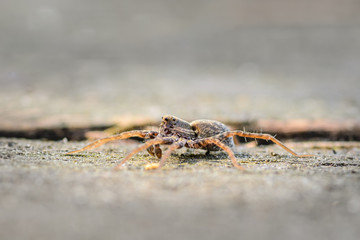 A male wolf spider