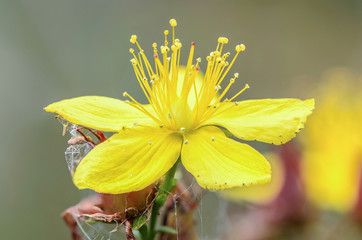 Yellow St. John's wort flower close-up - obrazy, fototapety, plakaty