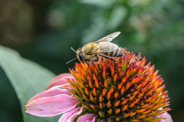 Honey bee pollinates the flower echinacea