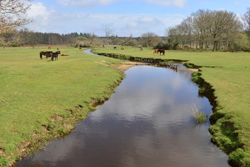 Wild Horses grazing and resting in the New Forest in England
