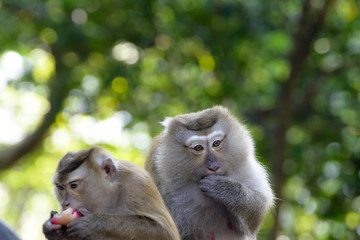 Portrait of Monkey at the park