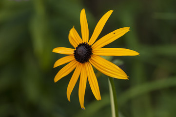Blackeyed Susan