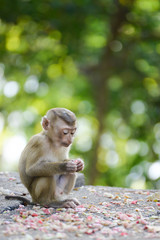 Portrait of Monkey at the park