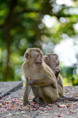 Portrait of Monkey at the park
