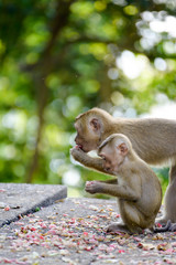 Portrait of Monkey at the park