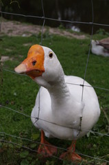 swan 