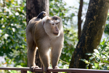 Portrait of Monkey at the park
