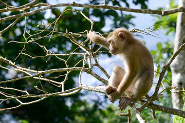 Portrait of Monkey at the park