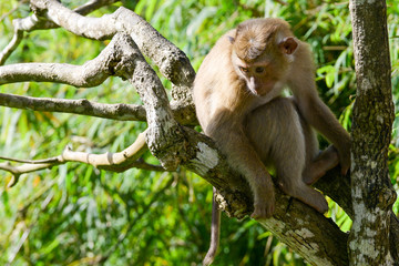 Portrait of Monkey at the park