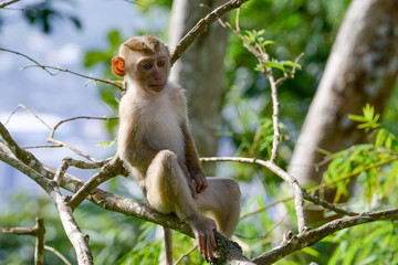 Portrait of Monkey at the park