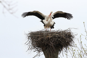 Storks is during mating. Spring-nesting birds. Migratory birds have already returned to their nests.