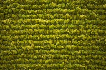green moss, background