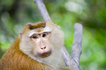 Portrait of Monkey at the park