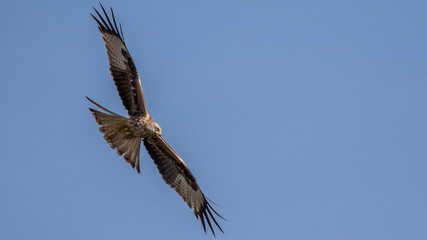 Obraz premium Red Kite Hunting