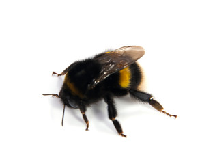 Crawling bumblebee isolated on the white background