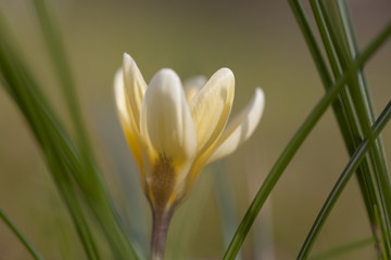 Krokus auf Frühlingswiese