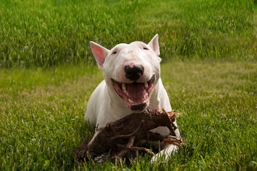 Smiling english bull terrier from a top view on a grass background. 