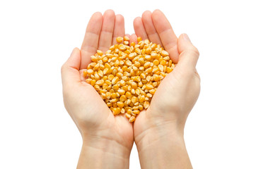 woman hand holding organic corn seed.