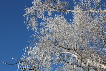 Baum im Winter