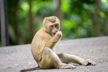 Portrait of Monkey at the park