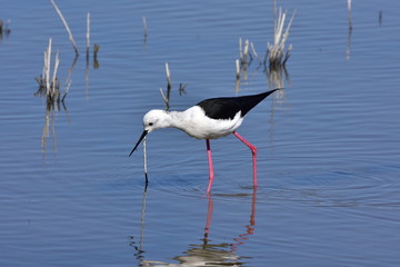 black winged stilt,Albufero reserve,Majorca,Spain