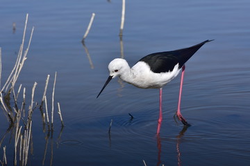 black winged stilt,Albufero reserve,Majorca,Spain