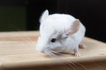 Obraz premium Little white chinchilla