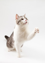 Cute kitten cat playing on white background.