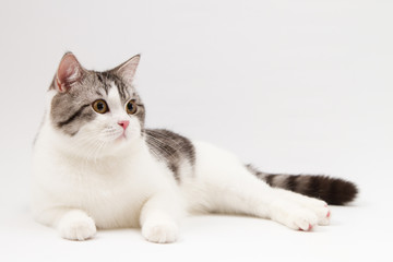Obraz premium Scottish Straight cat bi-color spotted lying on white background. 
