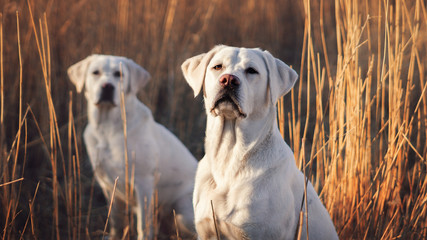 Zwei hübsche weiße labrador retriever hunde in der sonne im kornfeld