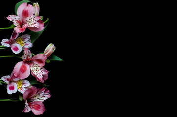 Beautiful alstroemeria flowers on a black background, with copy space.