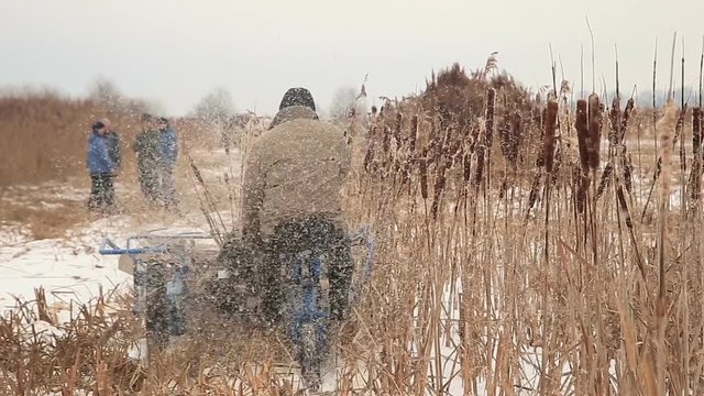 Harvesting reed in winter