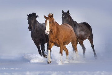 Horses run gallop in snow field against blue sky