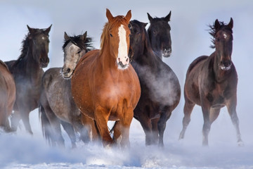 Fototapeta na wymiar Horse herd run close up fast in winter snow field